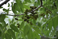 Fraxinus americana 'Autumn Applause' — photo 3
